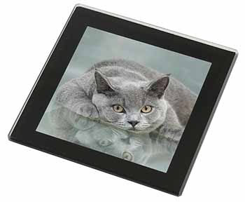 British Blue Cat Laying on Glass Black Rim High Quality Glass Coaster