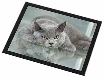 British Blue Cat Laying on Glass Black Rim High Quality Glass Placemat