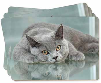 British Blue Cat Laying on Glass Picture Placemats in Gift Box