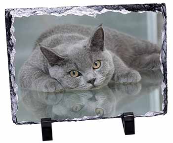 British Blue Cat Laying on Glass, Stunning Photo Slate