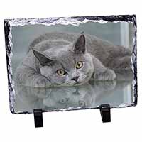 British Blue Cat Laying on Glass, Stunning Photo Slate