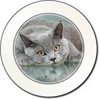 British Blue Cat Laying on Glass Car or Van Permit Holder/Tax Disc Holder