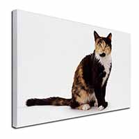 Tortoiseshell Cat Canvas X-Large 30"x20" Wall Art Print