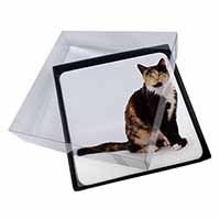 4x Tortoiseshell Cat Picture Table Coasters Set in Gift Box