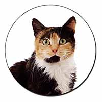 Tortoiseshell Cat Fridge Magnet Printed Full Colour