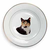 Tortoiseshell Cat Gold Rim Plate Printed Full Colour in Gift Box