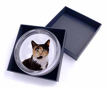 Tortoiseshell Cat Glass Paperweight in Gift Box