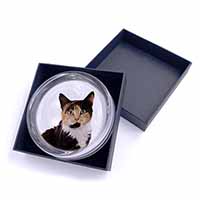 Tortoiseshell Cat Glass Paperweight in Gift Box