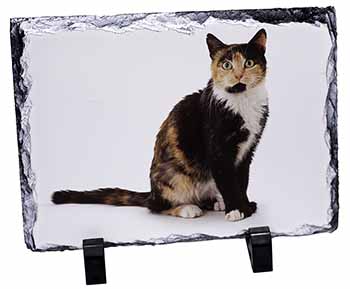 Tortoiseshell Cat, Stunning Photo Slate