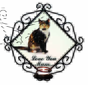 Tortoiseshell Cat 