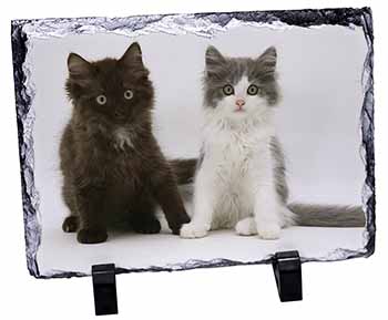 Cute Kittens, Stunning Photo Slate
