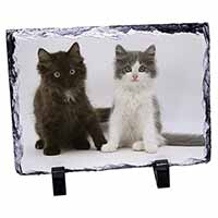 Cute Kittens, Stunning Photo Slate