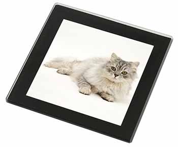 Silver Chinchilla Persian Cat Black Rim High Quality Glass Coaster
