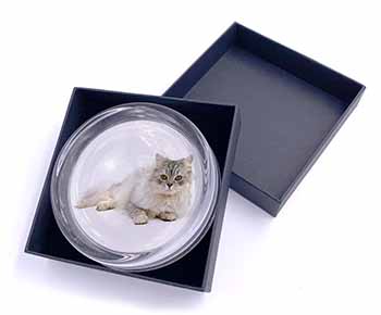 Silver Chinchilla Persian Cat Glass Paperweight in Gift Box