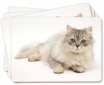 Silver Chinchilla Persian Cat Picture Placemats in Gift Box