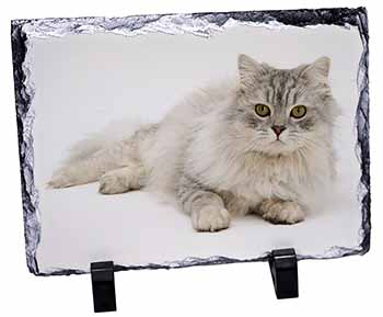 Silver Chinchilla Persian Cat, Stunning Photo Slate