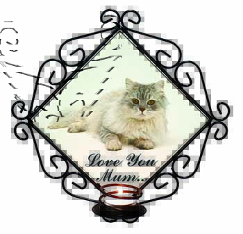 Chinchilla Persian Cat 