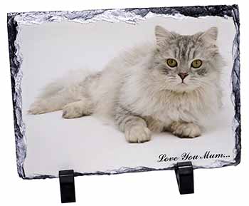 Chinchilla Persian Cat 