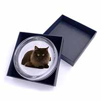 Chocolate Black Cat Glass Paperweight in Gift Box