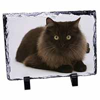 Chocolate Black Cat, Stunning Photo Slate