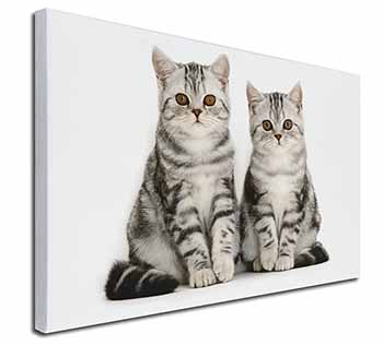 Silver Tabby Kittens Canvas X-Large 30"x20" Wall Art Print
