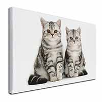 Silver Tabby Kittens Canvas X-Large 30"x20" Wall Art Print