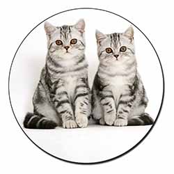 Silver Tabby Kittens Fridge Magnet Printed Full Colour