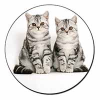 Silver Tabby Kittens Fridge Magnet Printed Full Colour