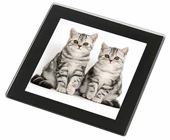 Silver Tabby Kittens Black Rim High Quality Glass Coaster