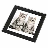 Silver Tabby Kittens Black Rim High Quality Glass Coaster