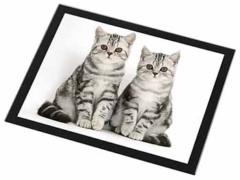 Silver Tabby Kittens Black Rim High Quality Glass Placemat