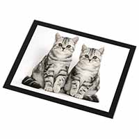 Silver Tabby Kittens Black Rim High Quality Glass Placemat