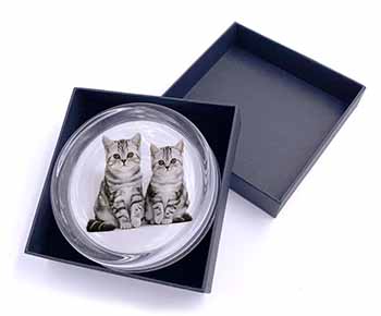 Silver Tabby Kittens Glass Paperweight in Gift Box