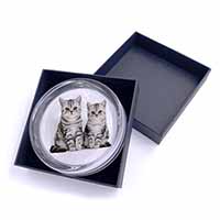 Silver Tabby Kittens Glass Paperweight in Gift Box