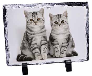 Silver Tabby Kittens, Stunning Photo Slate
