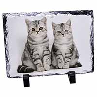 Silver Tabby Kittens, Stunning Photo Slate