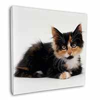 Cute Tortoiseshell Kitten Square Canvas 12"x12" Wall Art Picture Print