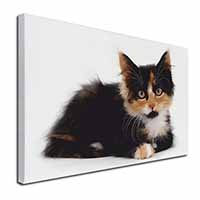 Cute Tortoiseshell Kitten Canvas X-Large 30"x20" Wall Art Print