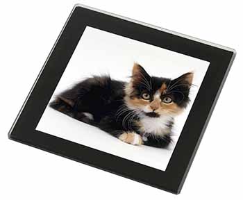 Cute Tortoiseshell Kitten Black Rim High Quality Glass Coaster