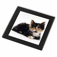 Cute Tortoiseshell Kitten Black Rim High Quality Glass Coaster