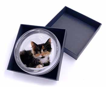 Cute Tortoiseshell Kitten Glass Paperweight in Gift Box