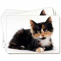 Cute Tortoiseshell Kitten Picture Placemats in Gift Box