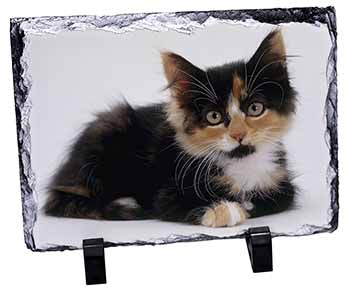 Cute Tortoiseshell Kitten, Stunning Photo Slate