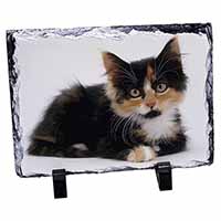 Cute Tortoiseshell Kitten, Stunning Photo Slate