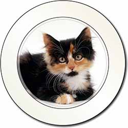 Cute Tortoiseshell Kitten Car or Van Permit Holder/Tax Disc Holder