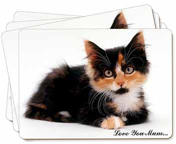 Cute Tortie Kitten 