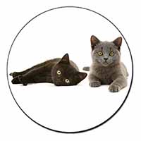 Black+Blue Kittens Fridge Magnet Printed Full Colour