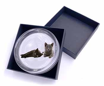 Black+Blue Kittens Glass Paperweight in Gift Box