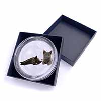 Black+Blue Kittens Glass Paperweight in Gift Box