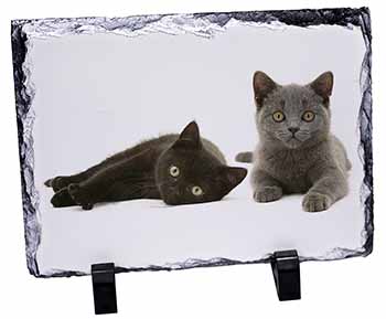 Black+Blue Kittens, Stunning Photo Slate